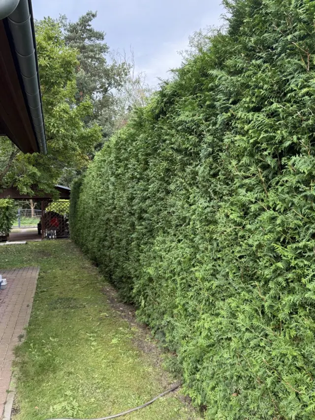 Frisch geschnittene Hecke nach der Gartenpflege