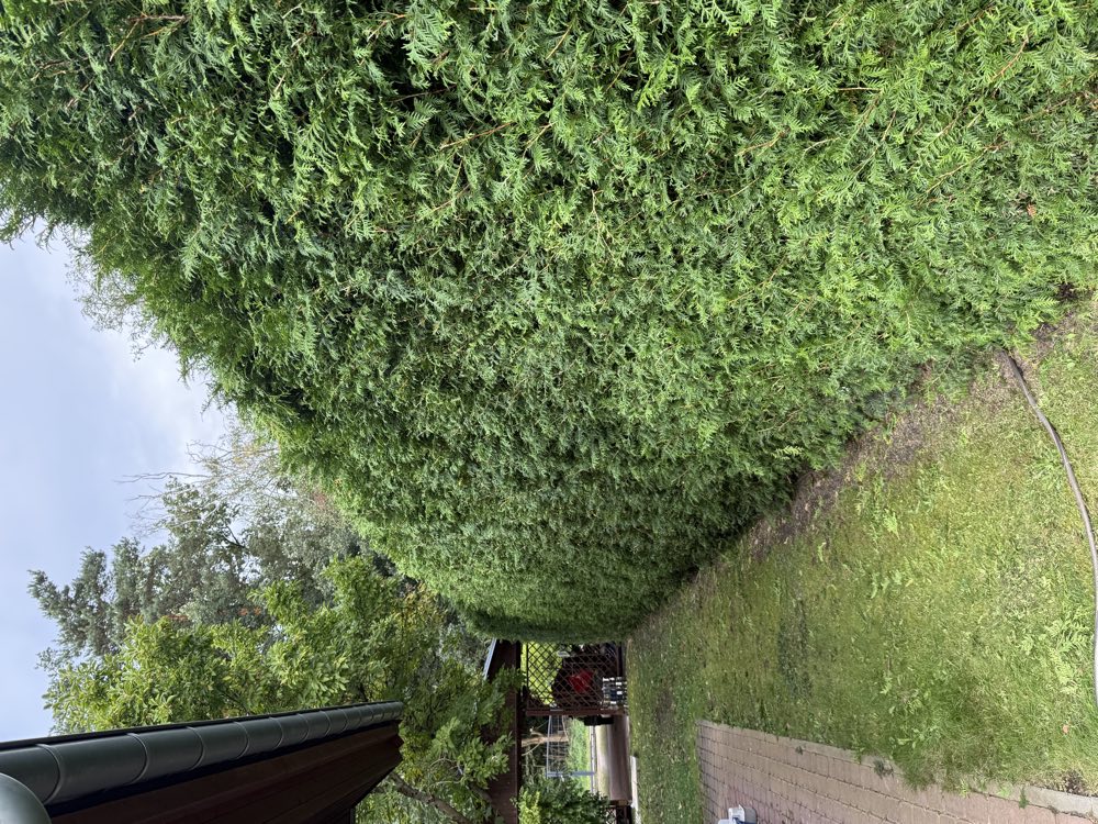 Frisch geschnittene Hecke nach der Gartenpflege